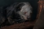 Binturong