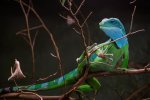 Leguan-Vivarium-2